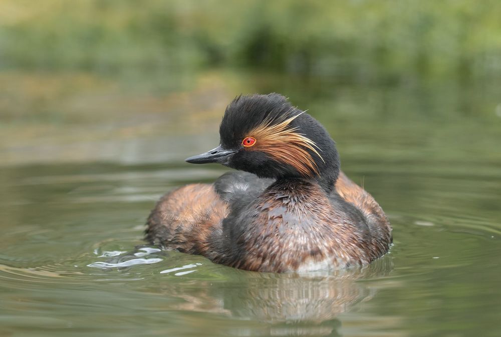 Black necked grebe