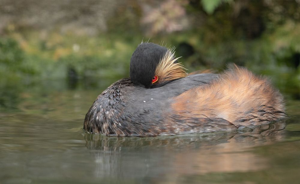 Black necked grebe