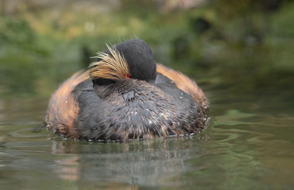 Black necked grebe