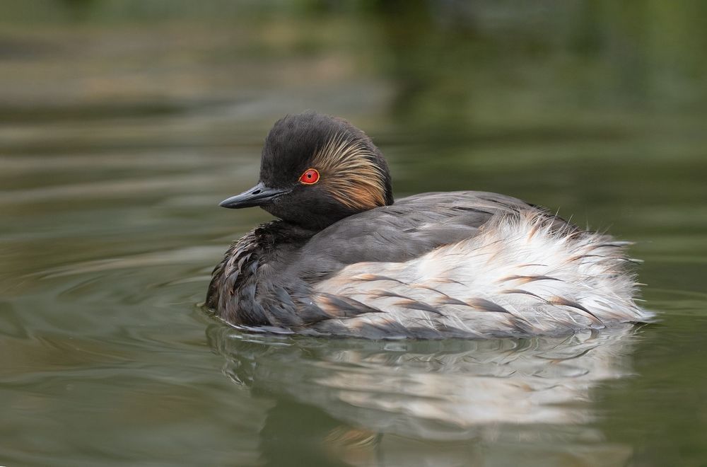 Black necked grebe