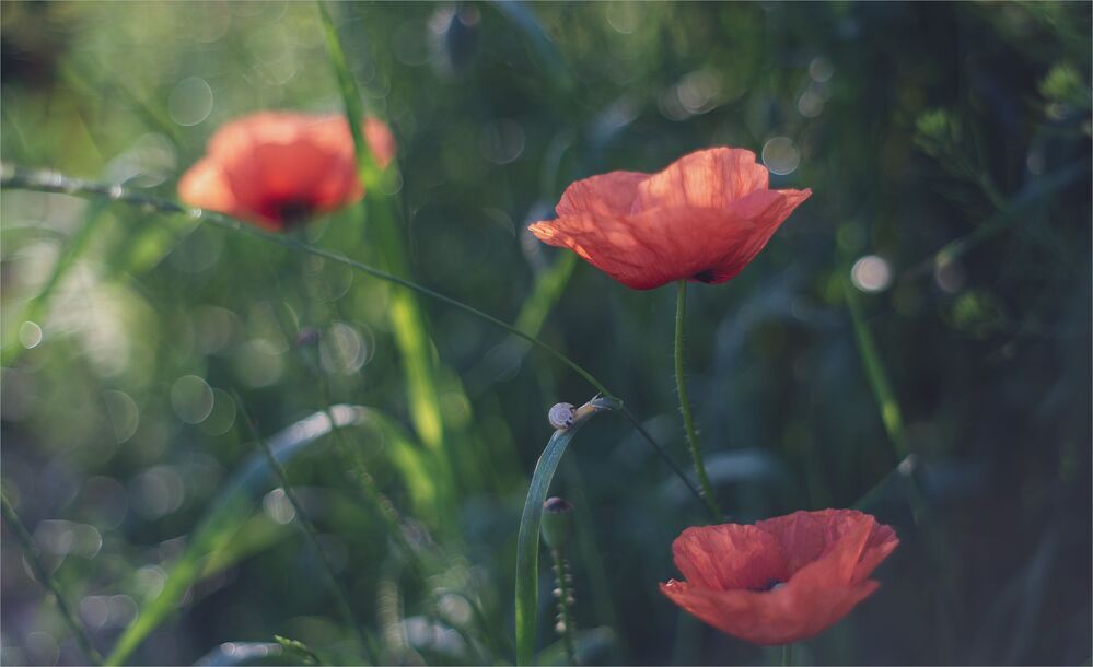 sketches with red poppy...