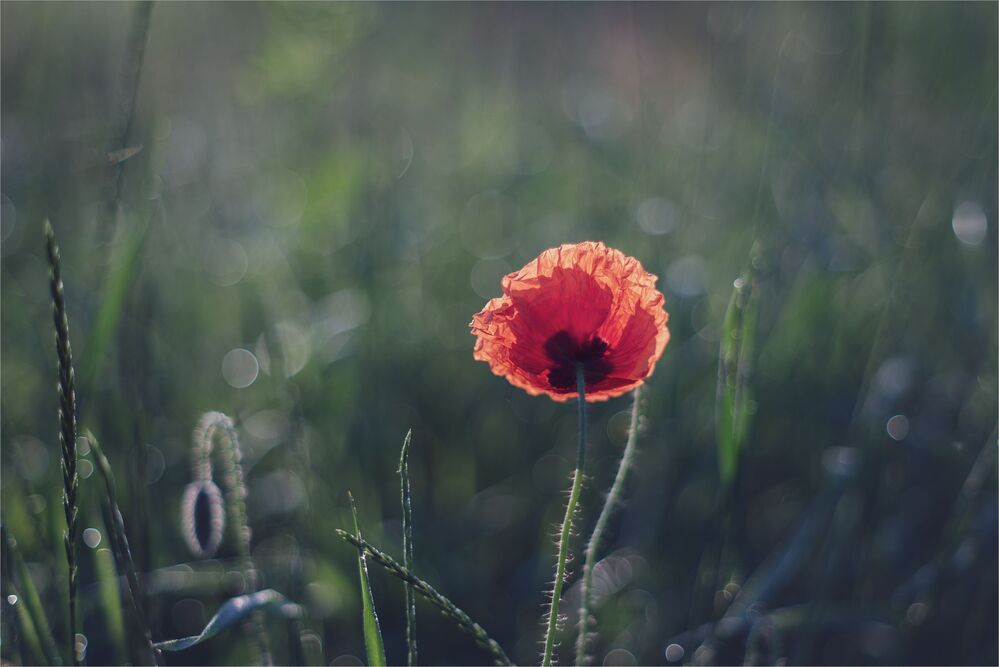 sketches with red poppy...