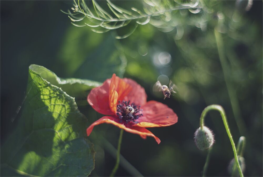 sketches with red poppy...