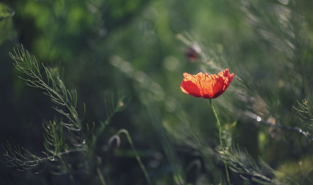 sketches with red poppy...