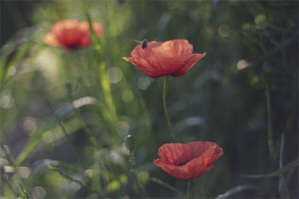 sketches with red poppy...