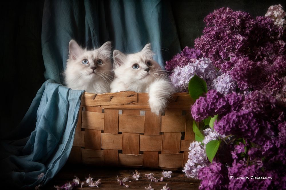 НатюрКотики. Невские маскарадные котята