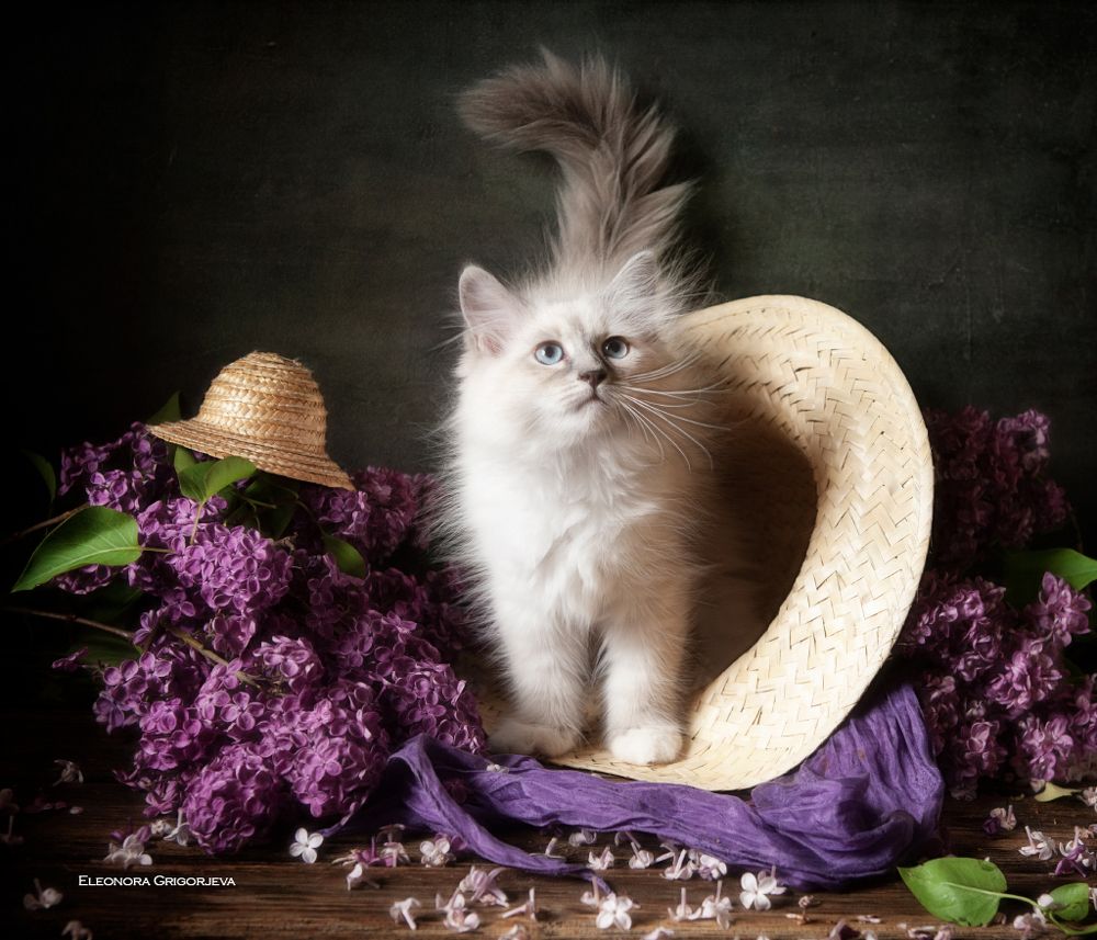 НатюрКотики. Невские маскарадные котята