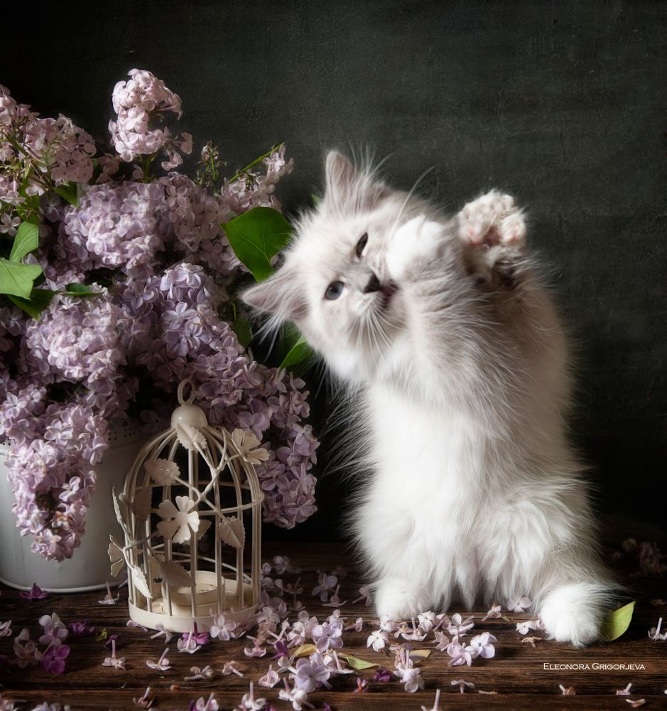 НатюрКотики. Невские маскарадные котята