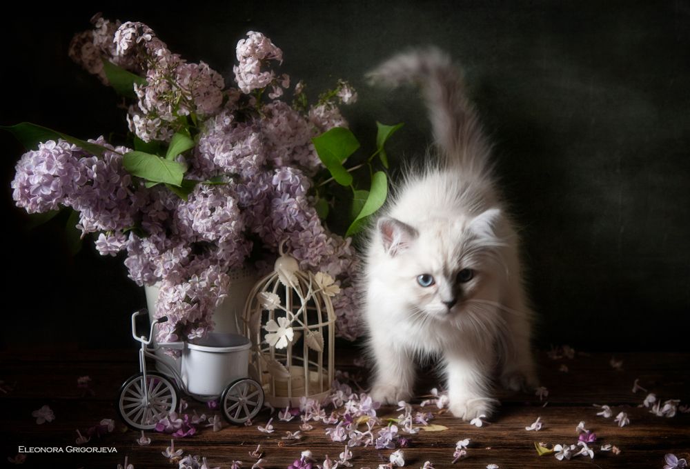 НатюрКотики. Невские маскарадные котята