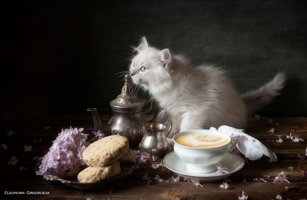 НатюрКотики. Невские маскарадные котята