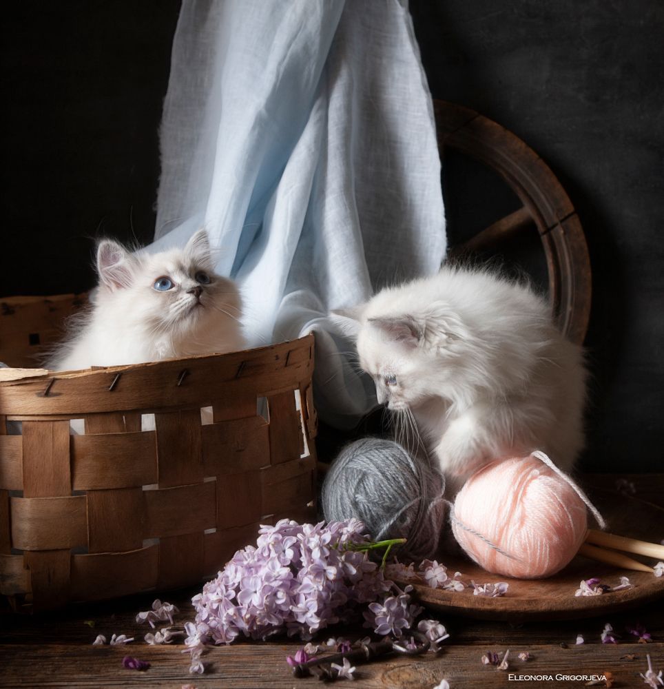 НатюрКотики. Невские маскарадные котята