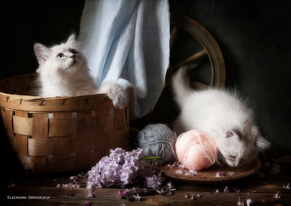 НатюрКотики. Невские маскарадные котята