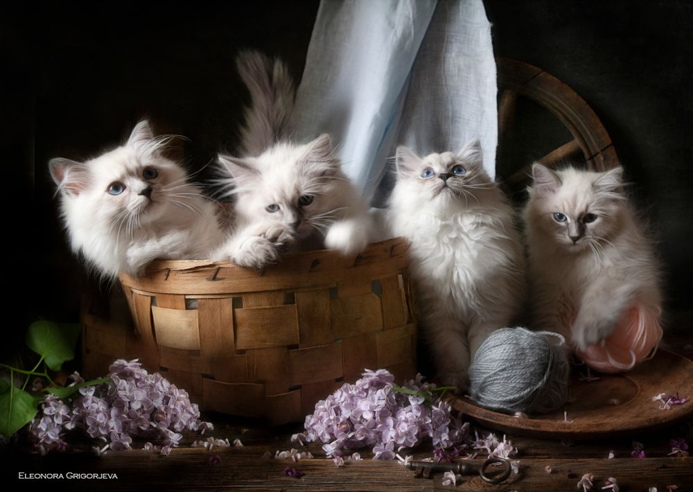 НатюрКотики. Невские маскарадные котята