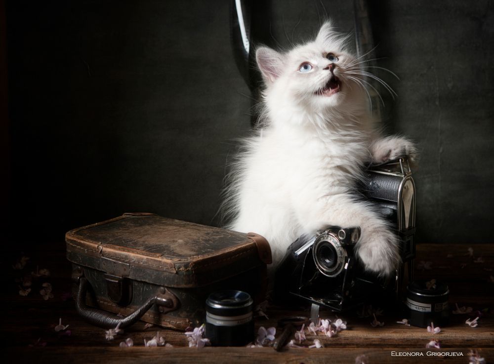 НатюрКотики. Невские маскарадные котята