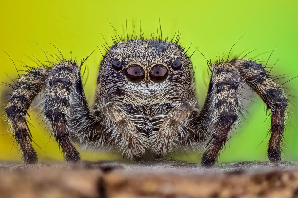 macro