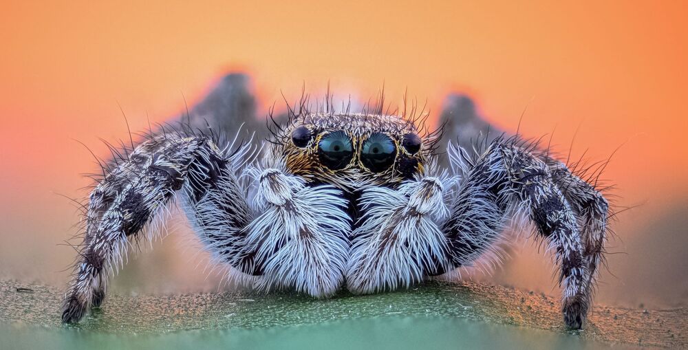 macro