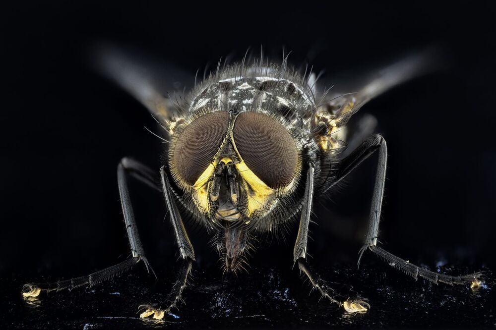 macro
