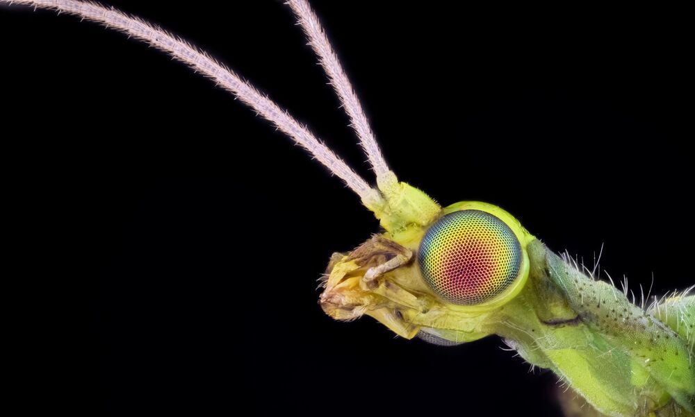 macro