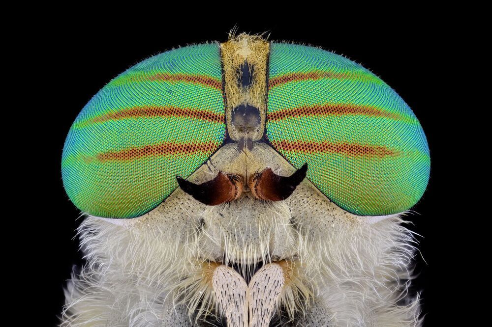 macro
