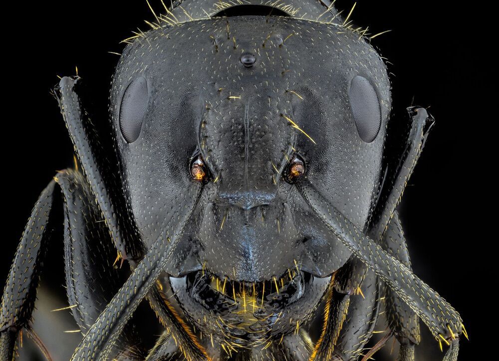 macro