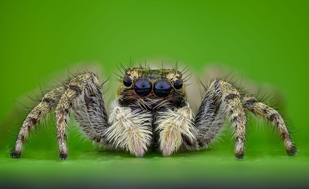 macro