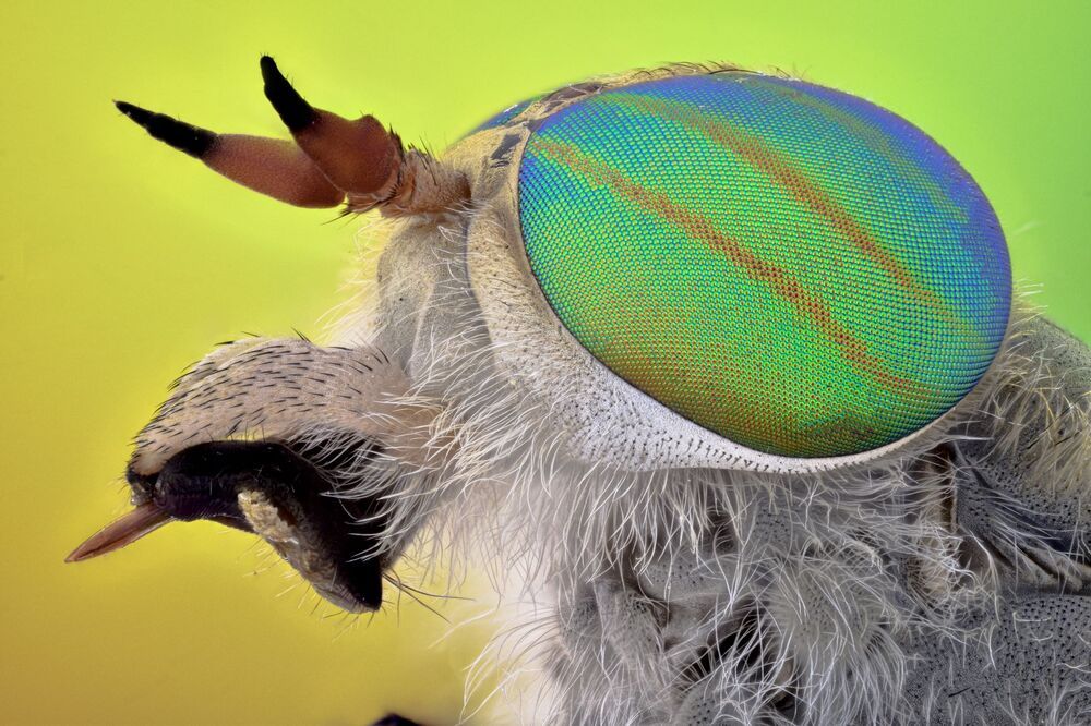 macro