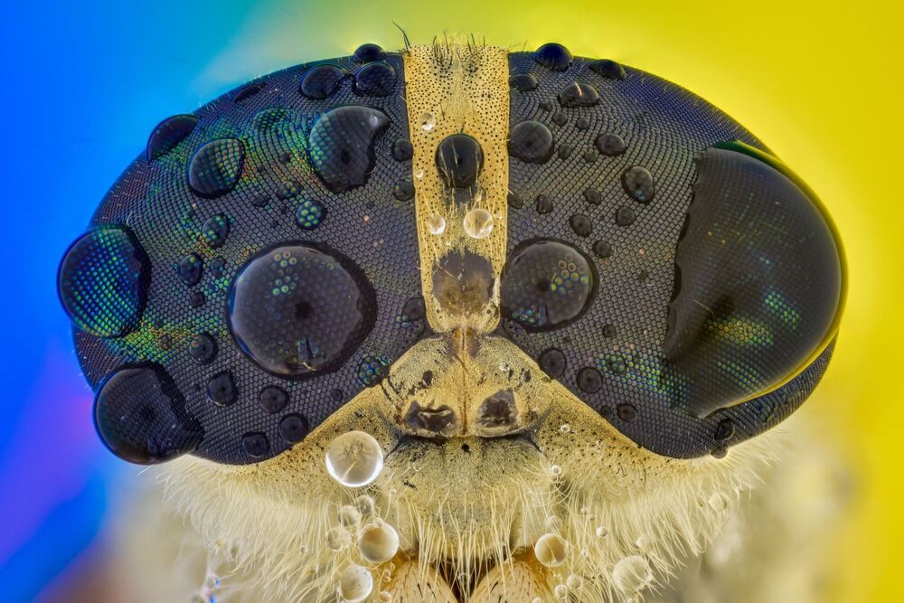 macro