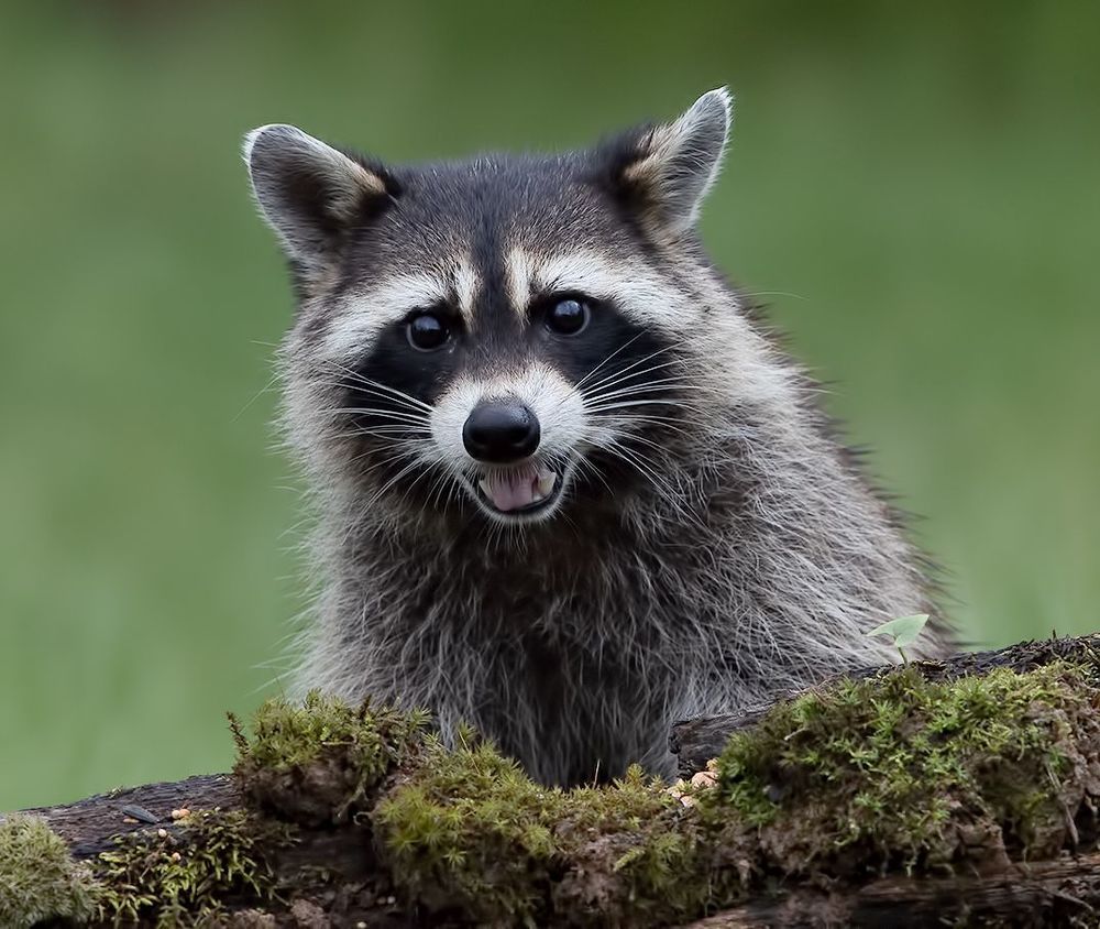 Raccoon mother. Енот- полоскун