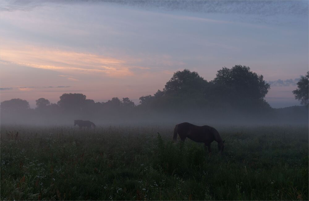 horse daydreaming...