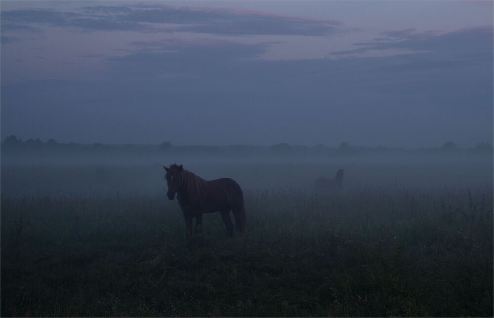 horse daydreaming...