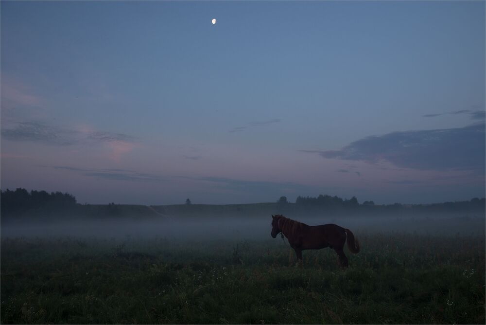 horse daydreaming...