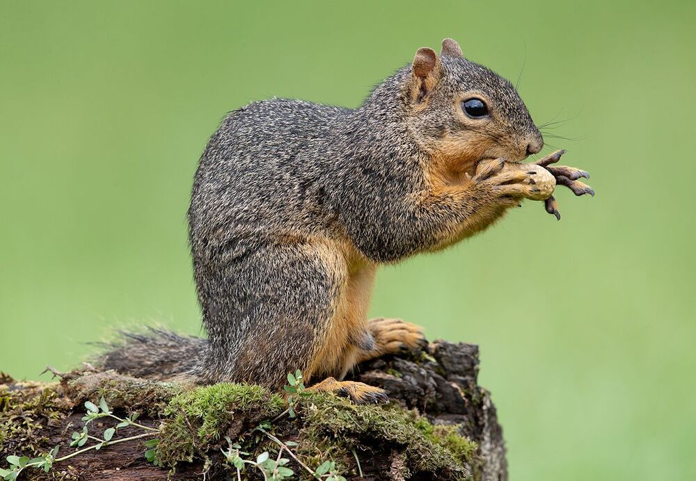 Лисья Белка - Fox Squirrel