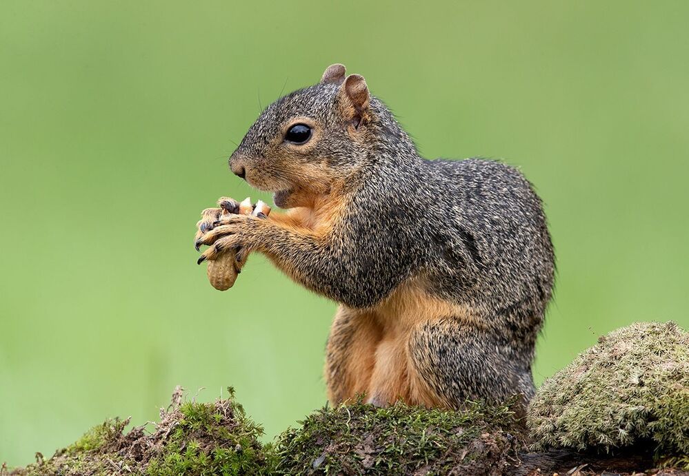 Лисья Белка - Fox Squirrel