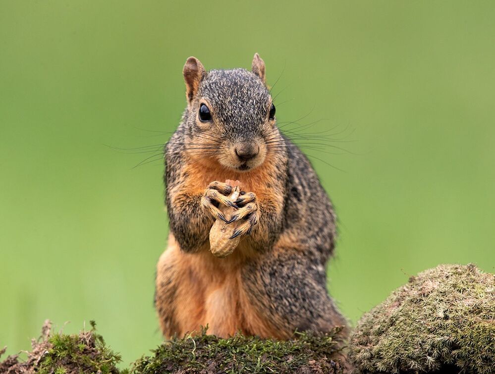Лисья Белка - Fox Squirrel