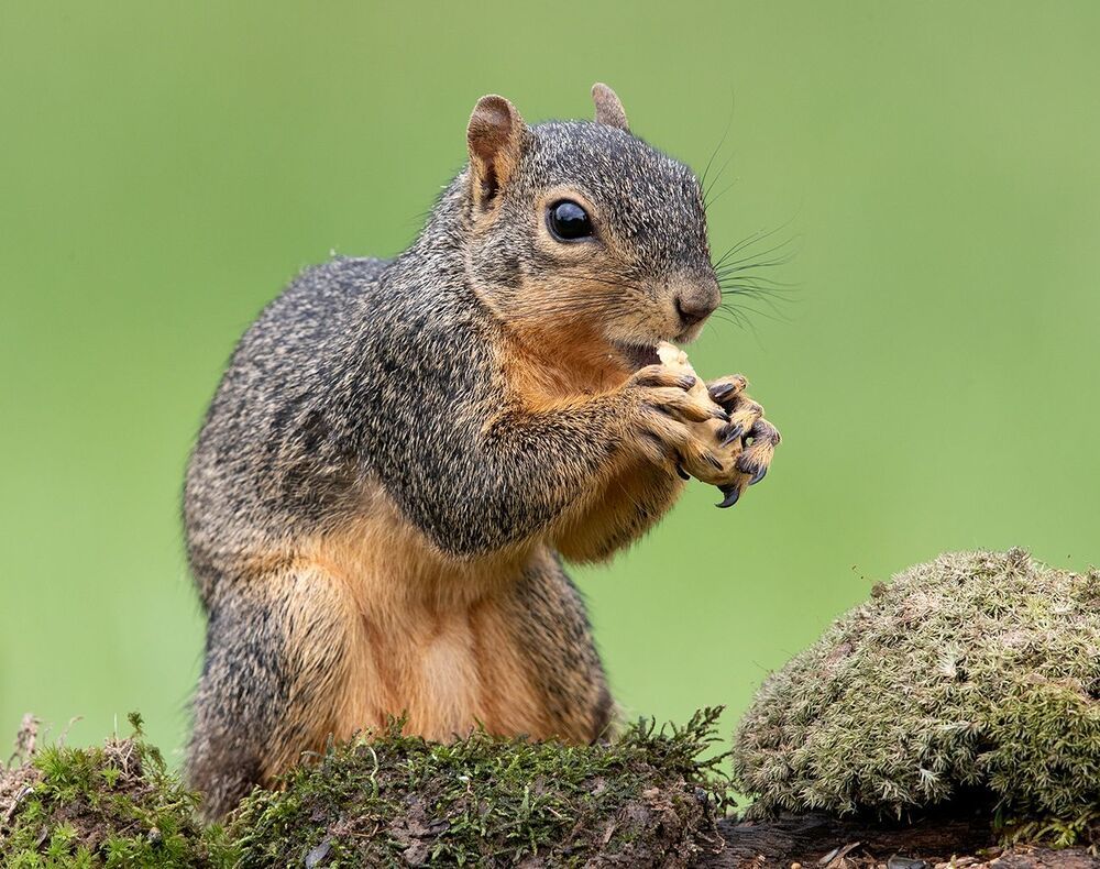 Лисья Белка - Fox Squirrel