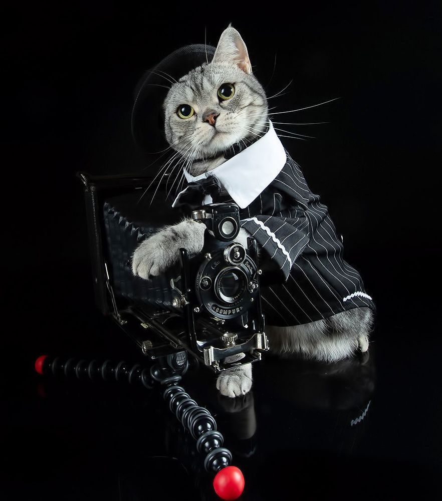 С Днем Фотографа! Маркиз и Рыжик!