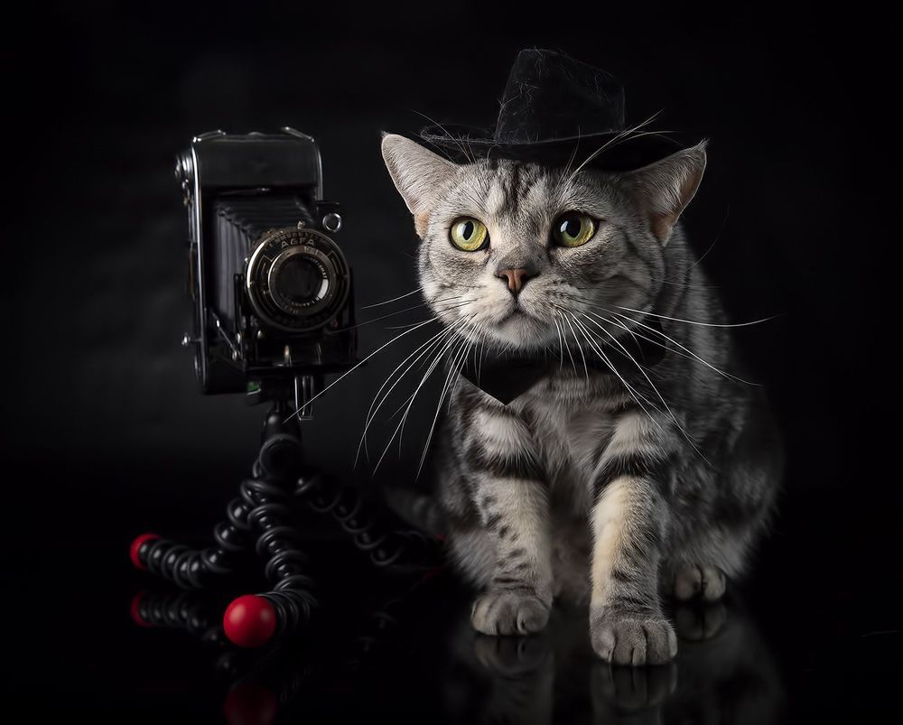 С Днем Фотографа! Маркиз и Рыжик!