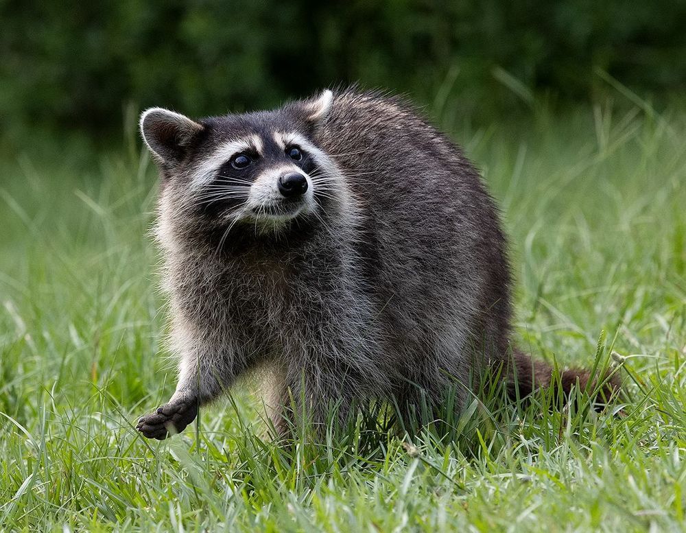 Raccoon - Енот- полоскун