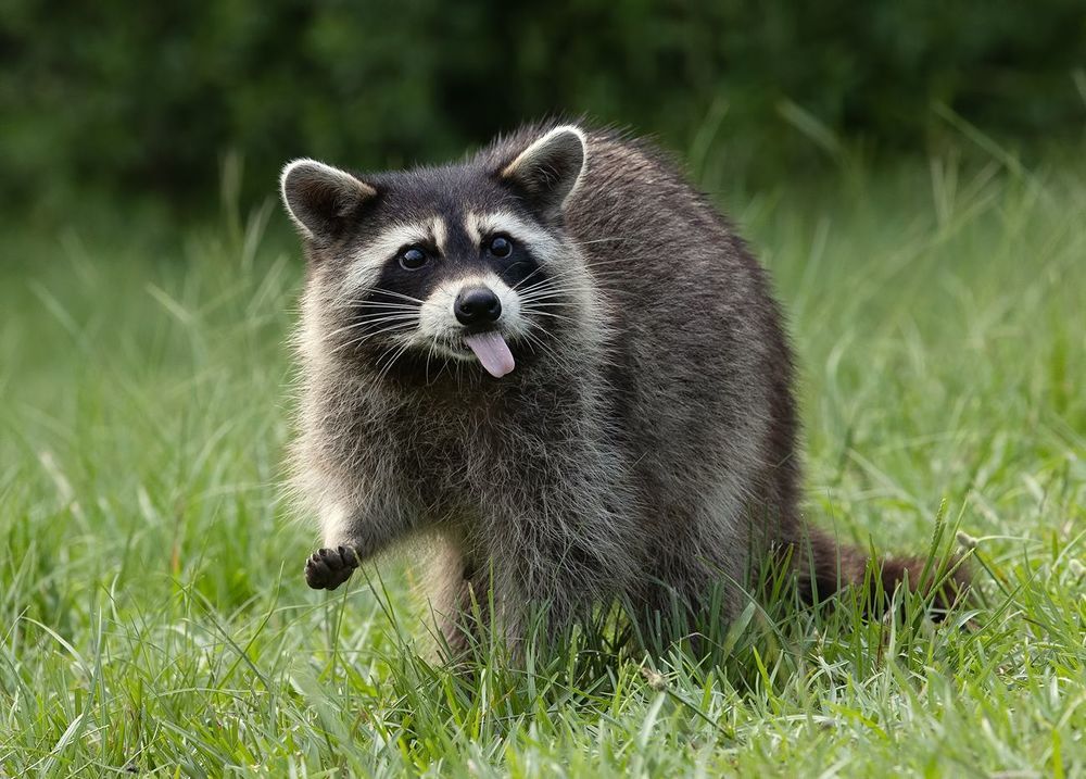 Raccoon - Енот- полоскун