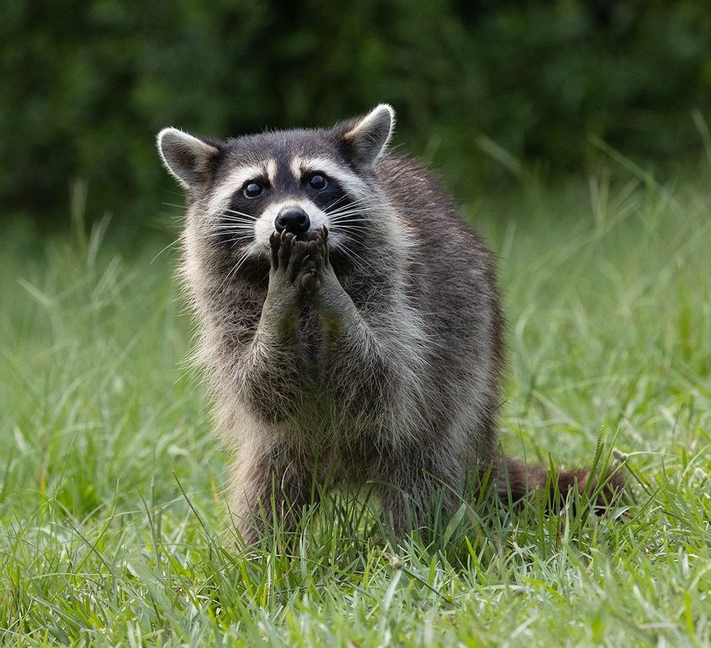 Raccoon - Енот- полоскун