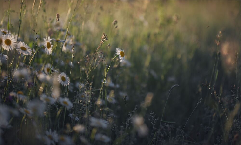 among daisies...
