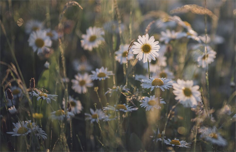 among daisies...