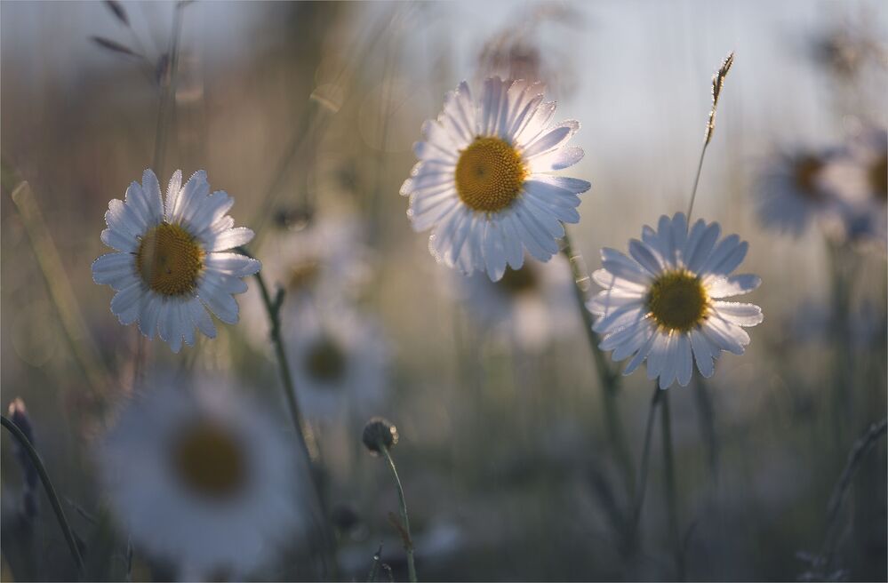 among daisies...