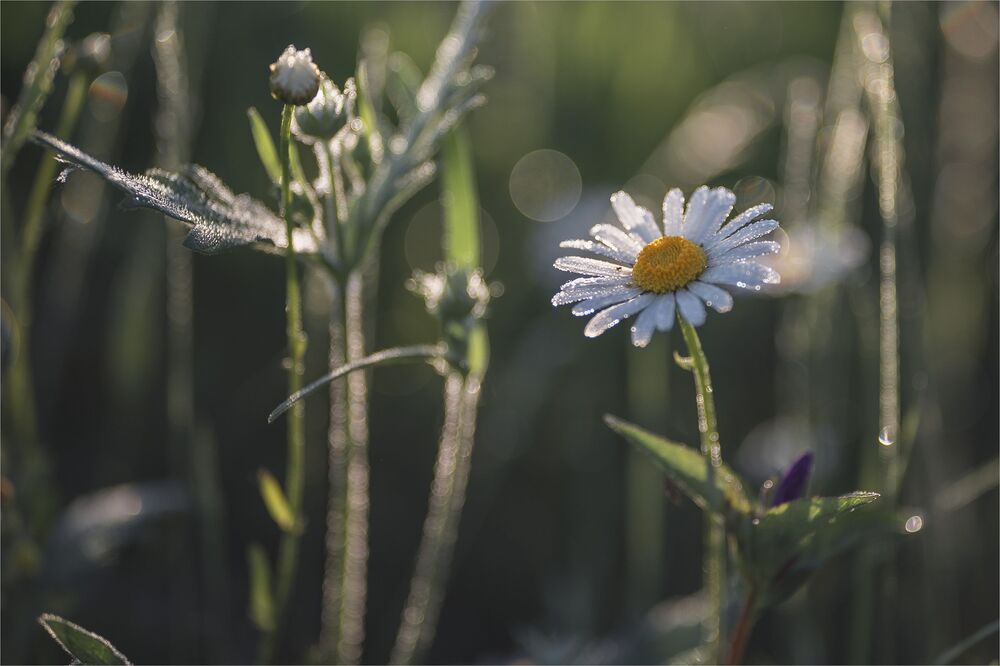among daisies...