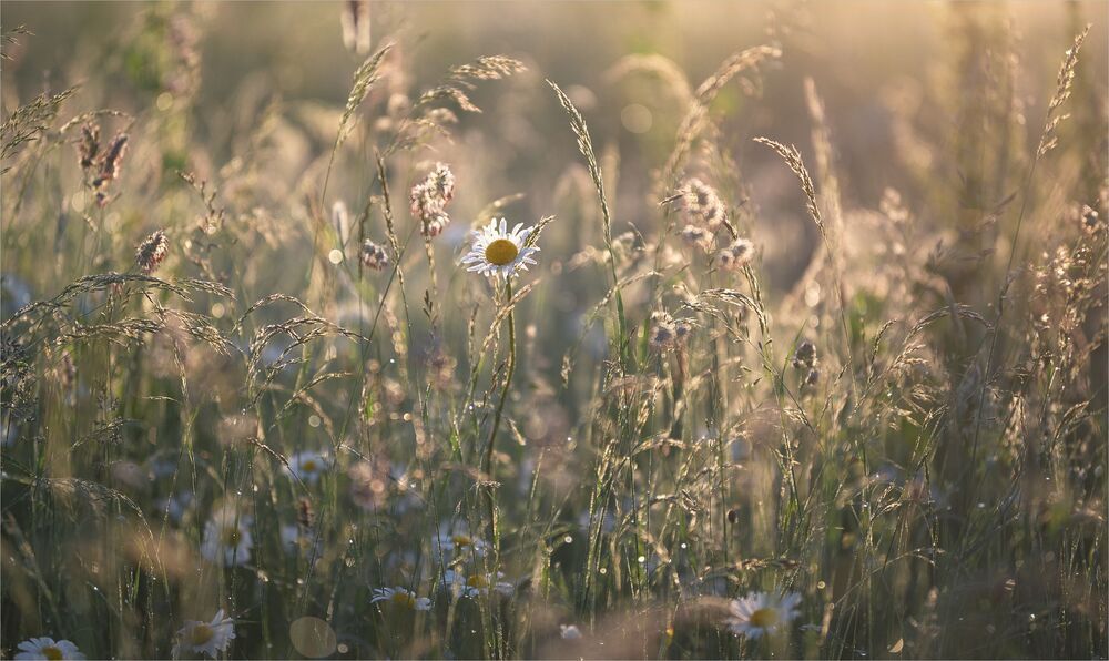among daisies...