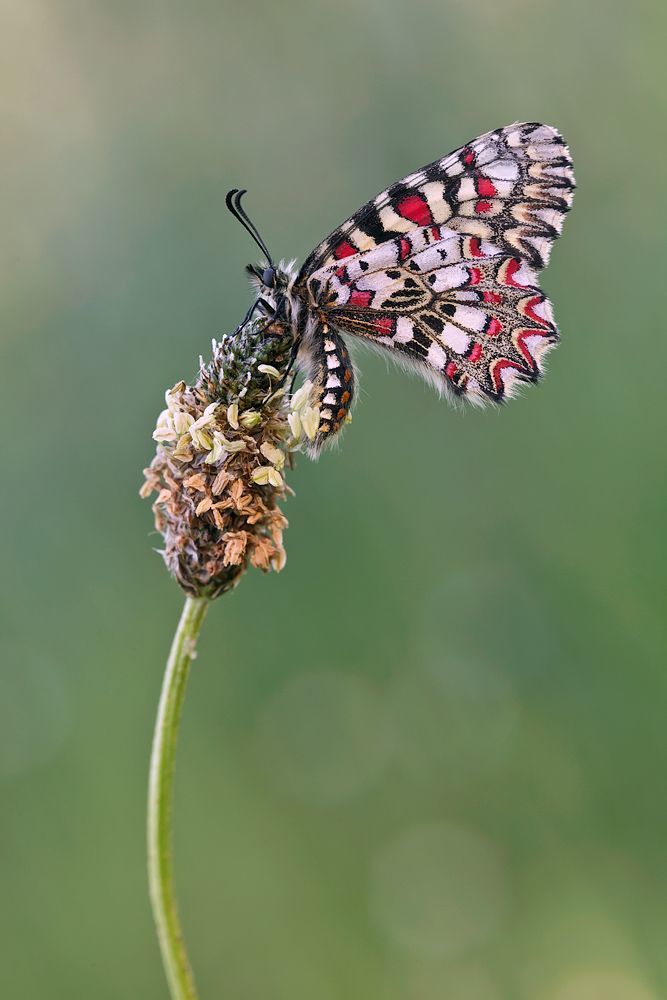 5DMK II, 100mm L IS, 1/80 sec/  ISO 400, F8