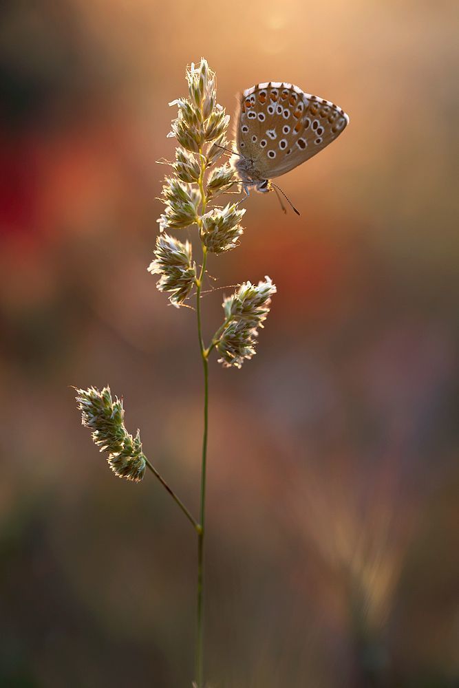 5DMK II, 100mm L IS,1/400 sec, ISO 640,F4