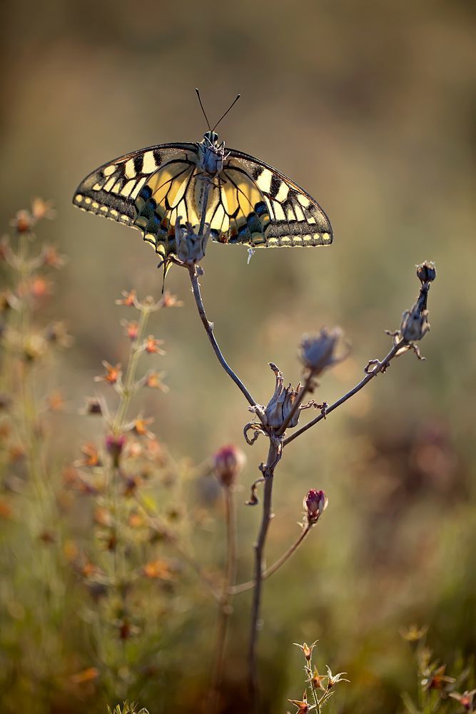 5D MK II, 100mm L IS, 1/4000 sec,ISO 400, F2.8