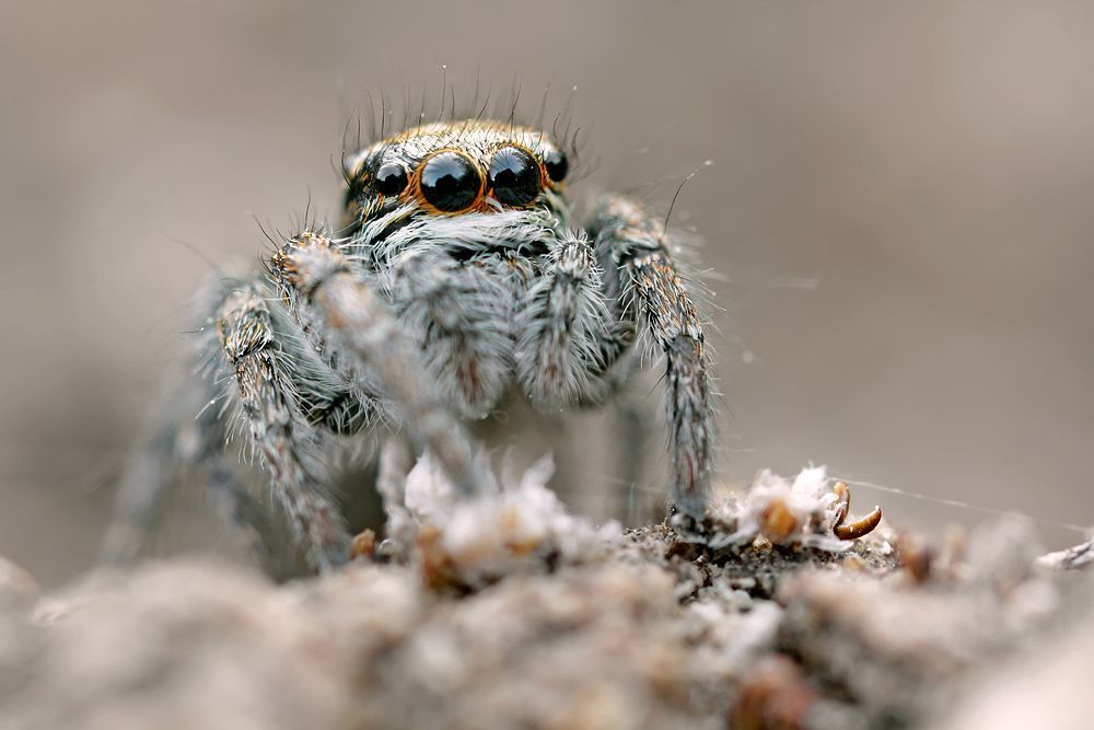 Canon 550D,MP-E 65mm, 1,5 sec, ISO 400, F 5.6