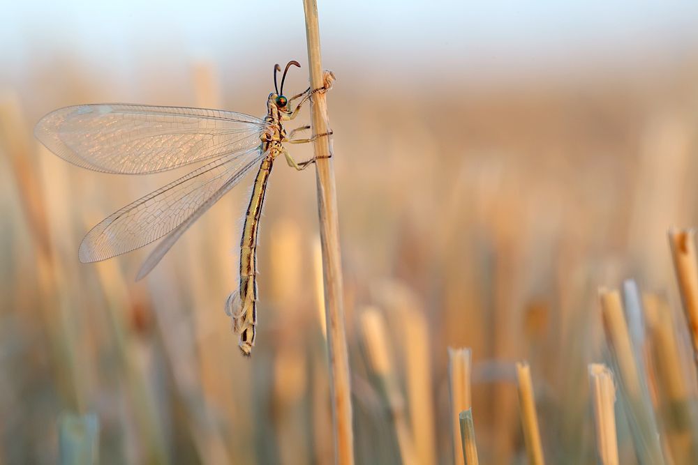5D MKII, 100mm L IS, 1/100 sec, Iso 400 F 9